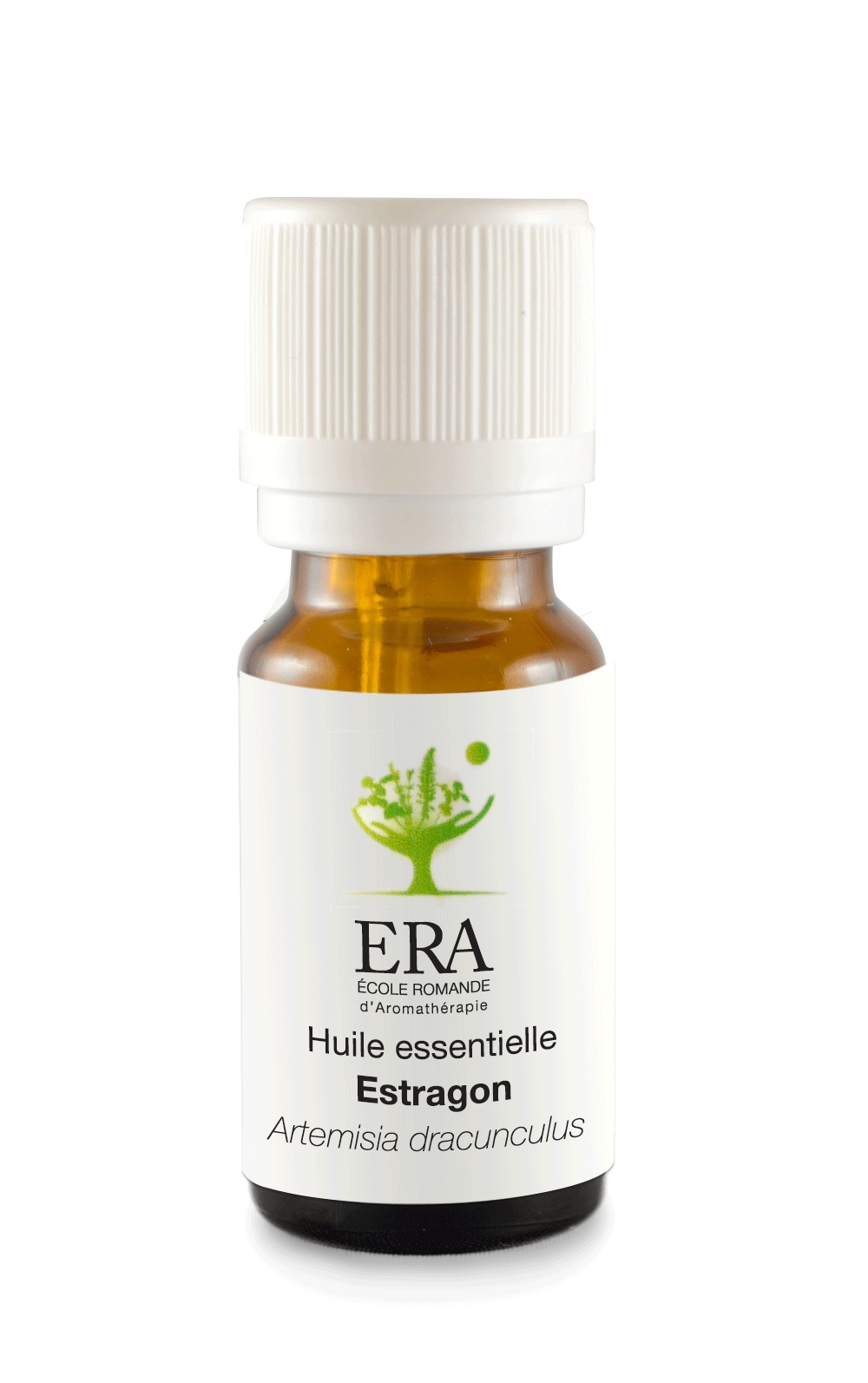 Estragon - Artemisia dracunculus - Astéracées