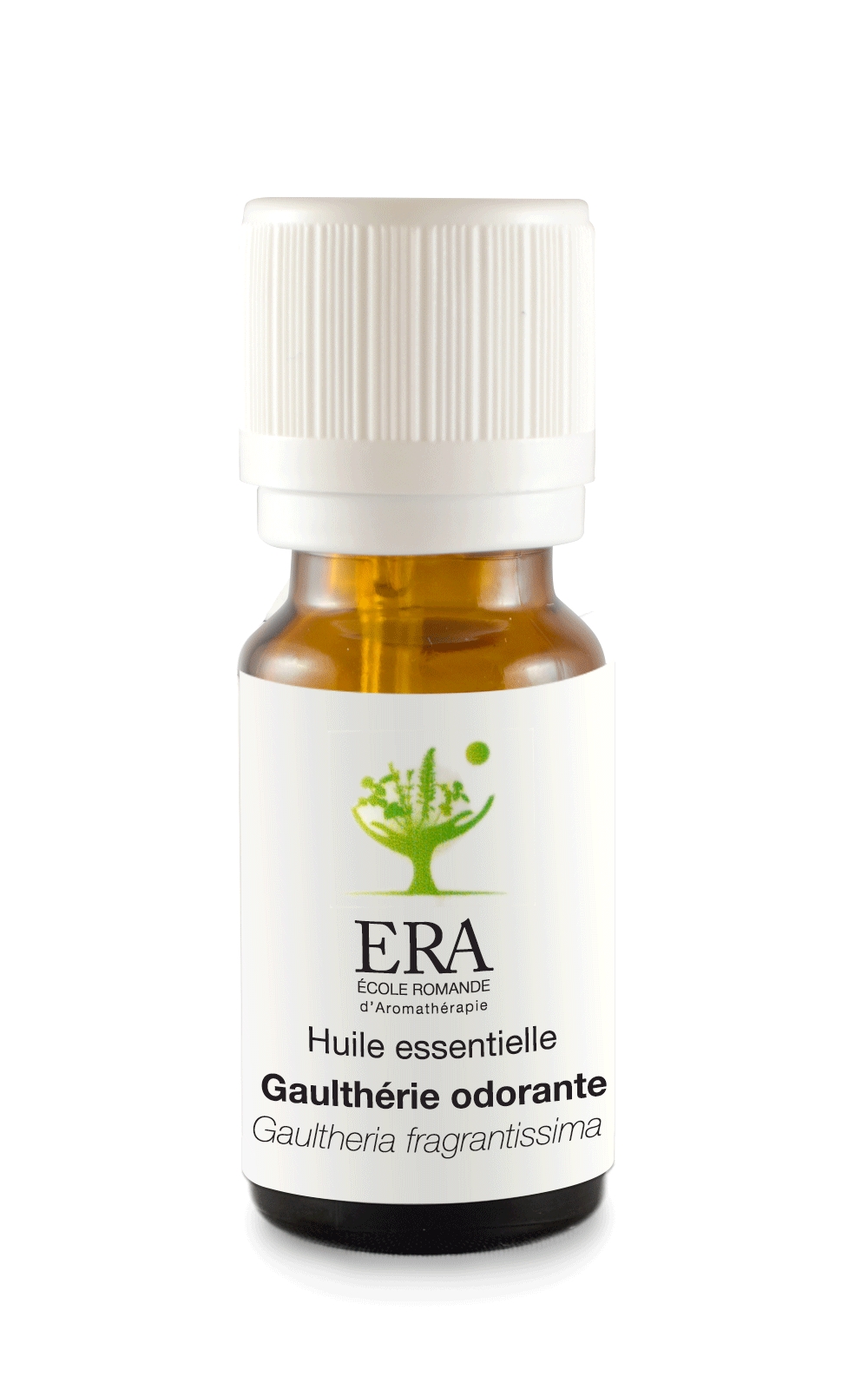 Gaulthérie odorante - Gaultheria fragrantissima - Ericacées