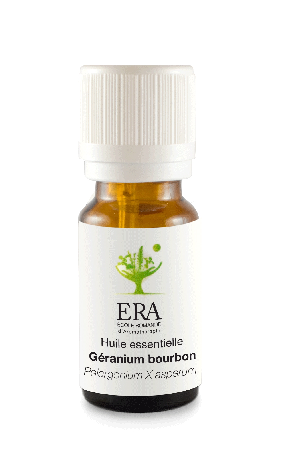 Géranium Bourbon - Pelargonium X asperum - Géraniacées