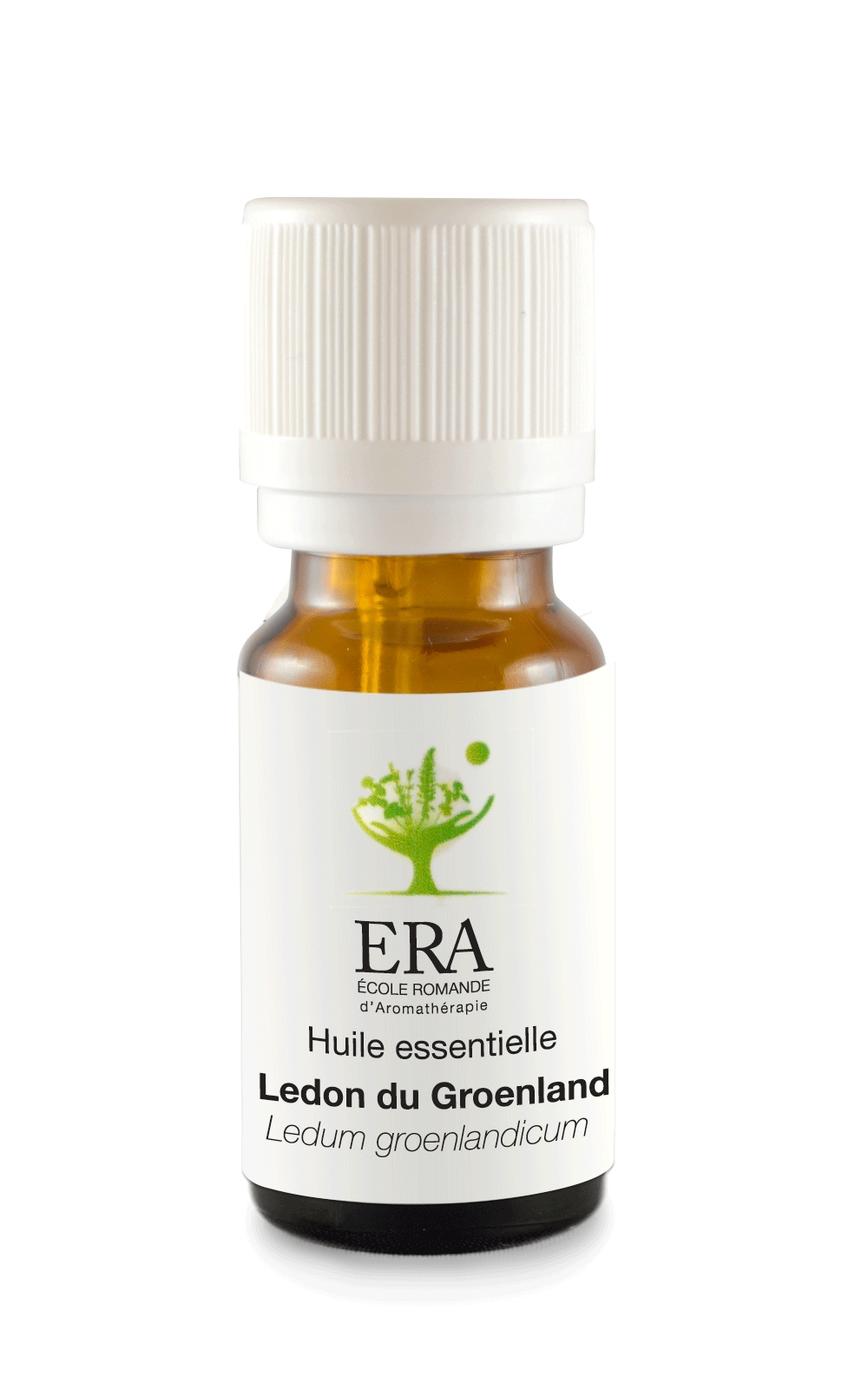 Ledon du Groenland - Ledum groenlandicum - Ericacées
