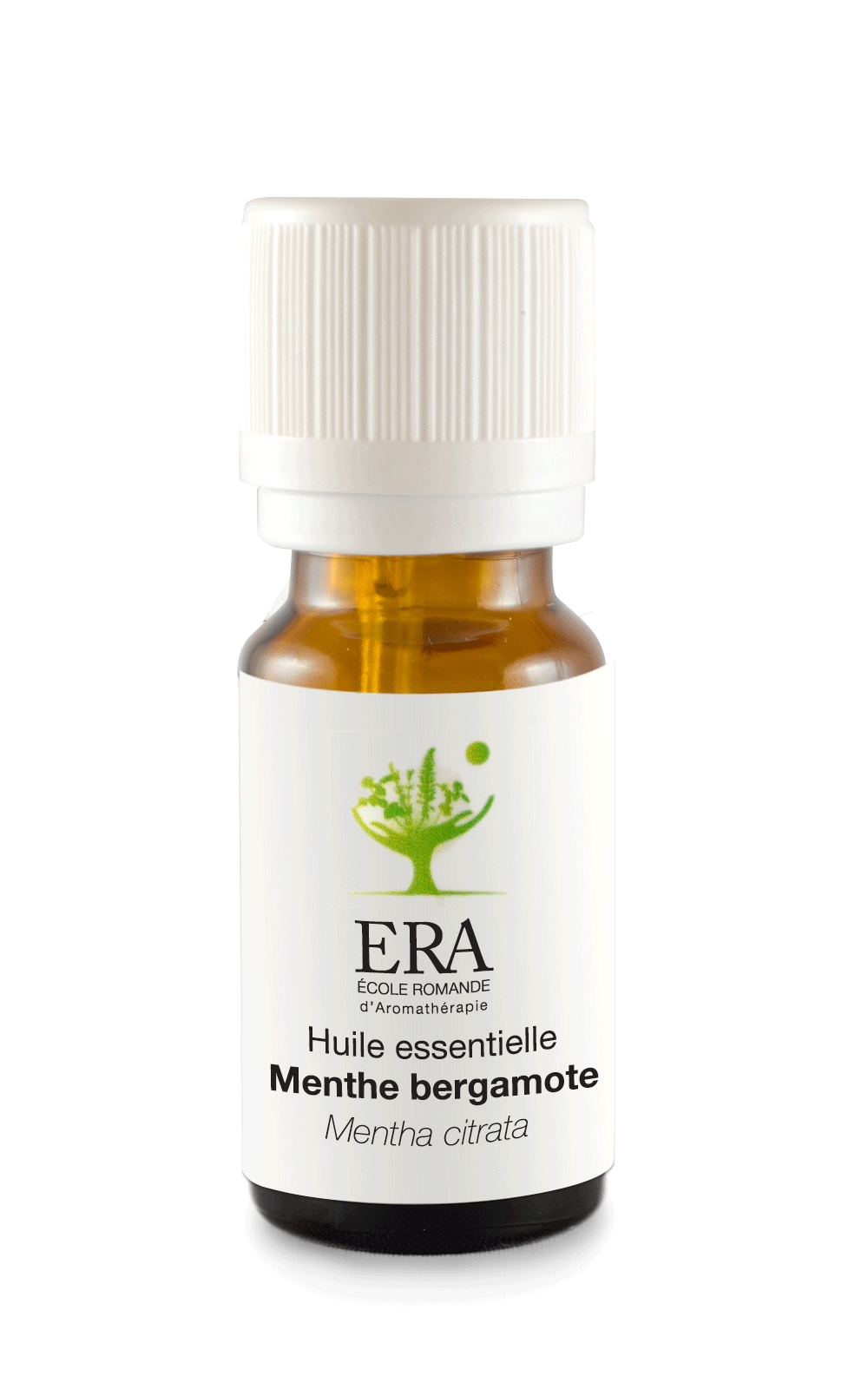 Menthe bergamote - Mentha citrata - Lamiacées
